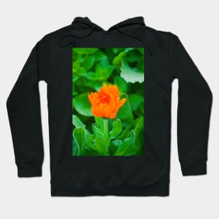 elb marigold Hoodie